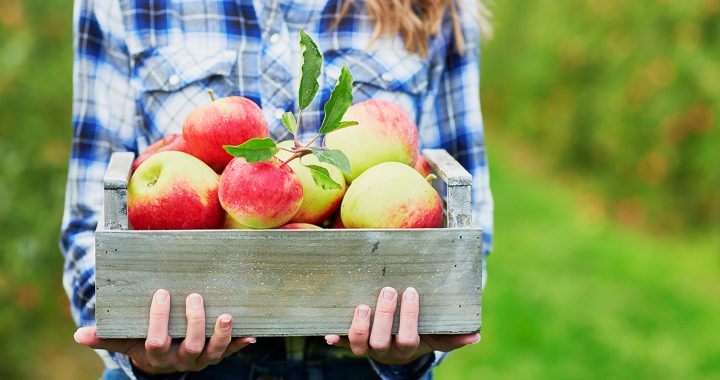 A woman picking apples during the fall.