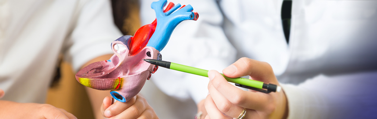 Physician pointing to a small, plastic model explaining details of critical aortic stenosis