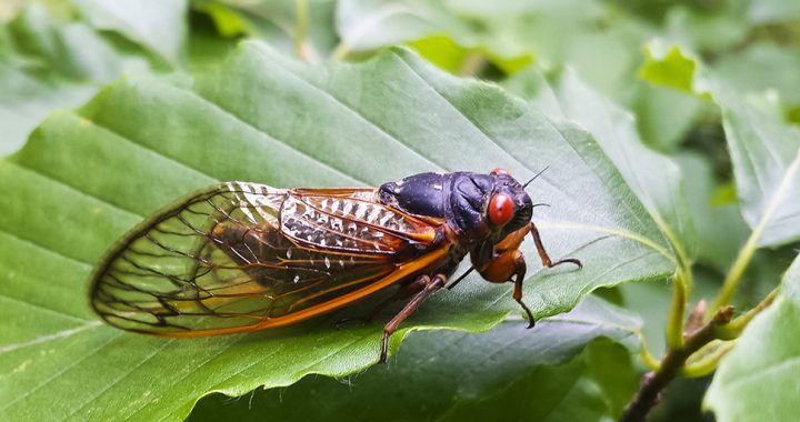 A cicada